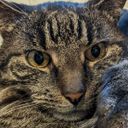 @evandermeows referral code for  Cuckoo