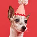 @Knockondog author photo 
