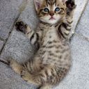 @word111 referral code for  Packetstream